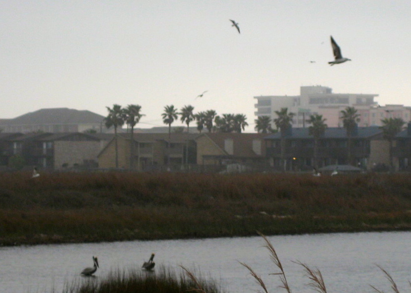 Birds!